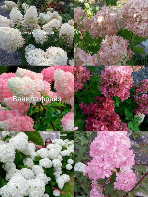 Гортензии на заказ в Черногорске - Комнатные растения в Черногорск