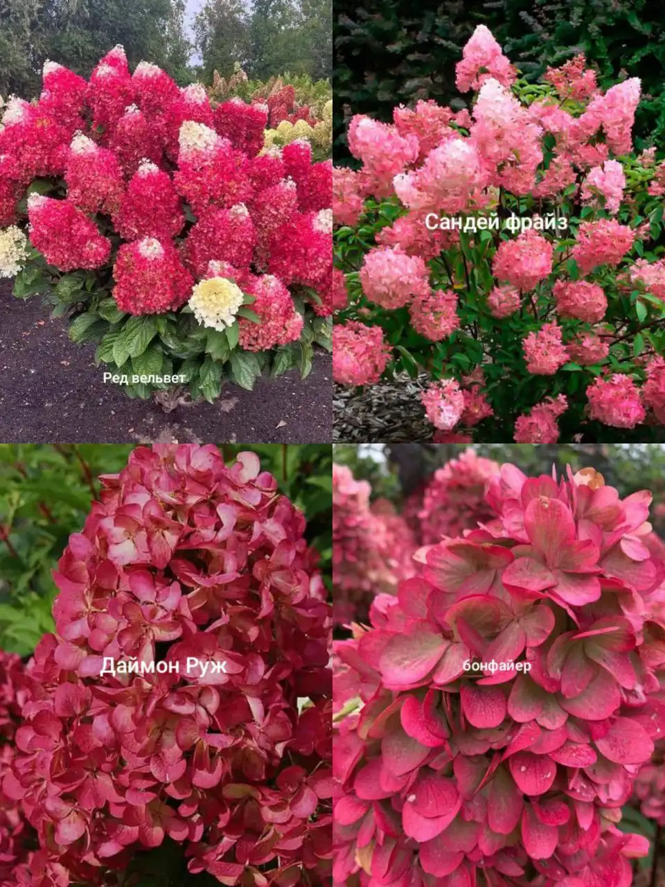 Гортензии на заказ в Черногорске - Садоводство/Растения (Хобби и отдых) в Черногорск