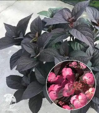 Гортензии на заказ в Черногорске - Садоводство/Растения (Хобби и отдых) в Черногорск