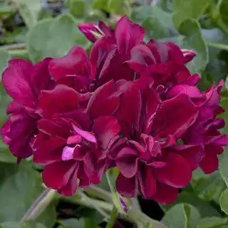 Продажа герани в Черногорске - Растения (Хобби и отдых) в Черногорск