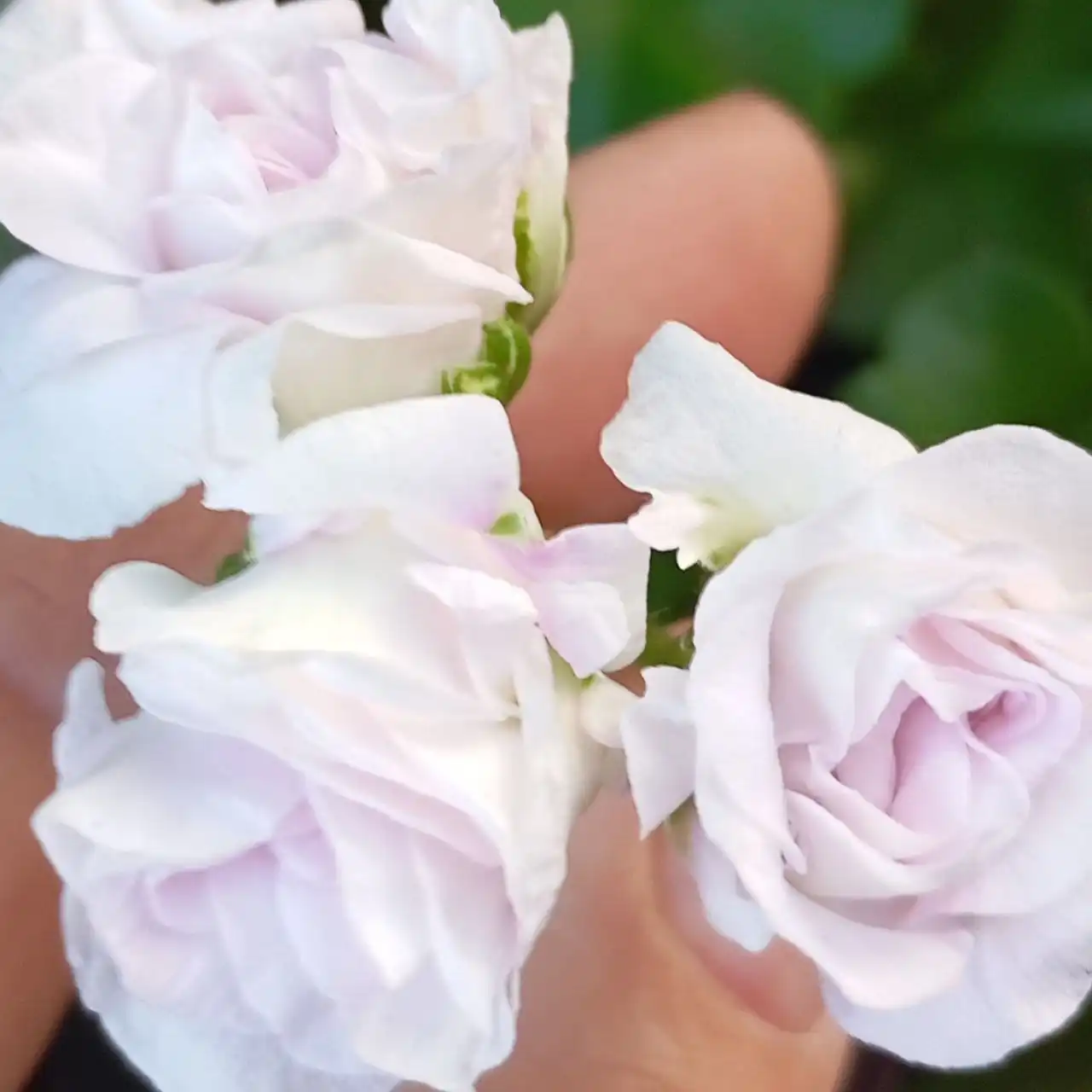 Продажа герани в Черногорске - Растения (Хобби и отдых) в Черногорск