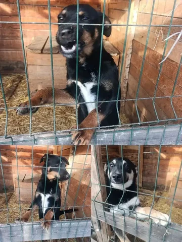 Котята ищут дом и любящих хозяев - Собаки в Республика Хакасия
