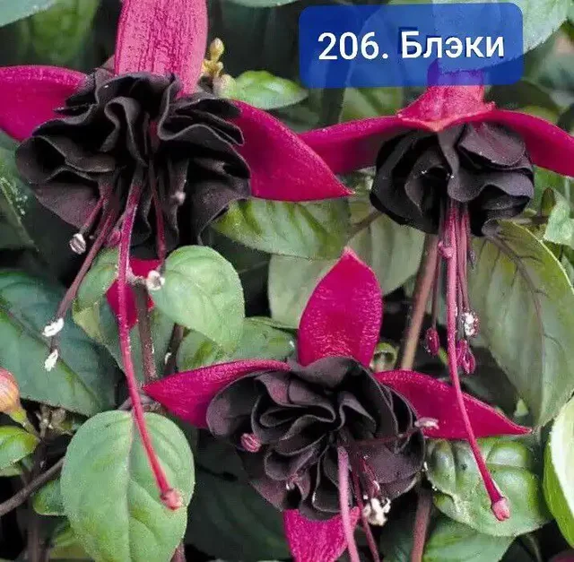 ФУКСИИ в наличии и на заказ в Черногорске - Комнатные растения в Черногорск