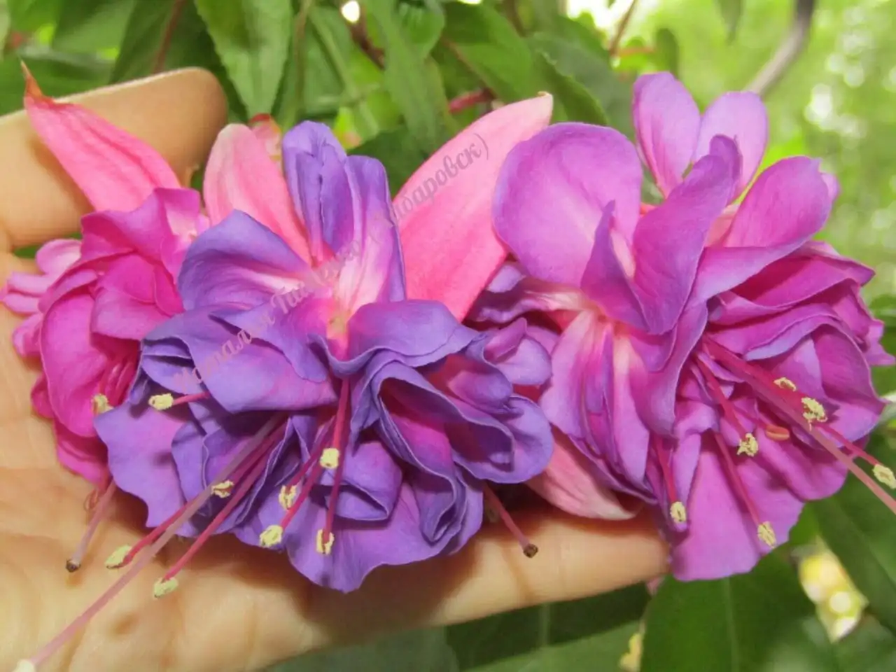 ФУКСИИ в наличии и на заказ в Черногорске - Растения (Хобби и отдых) в Черногорск