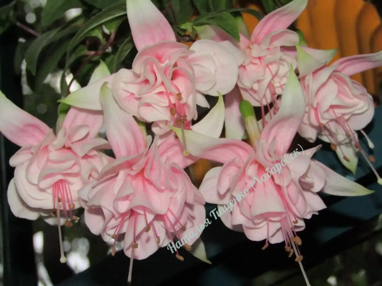 ФУКСИИ в наличии и на заказ в Черногорске - Растения (Хобби и отдых) в Черногорск