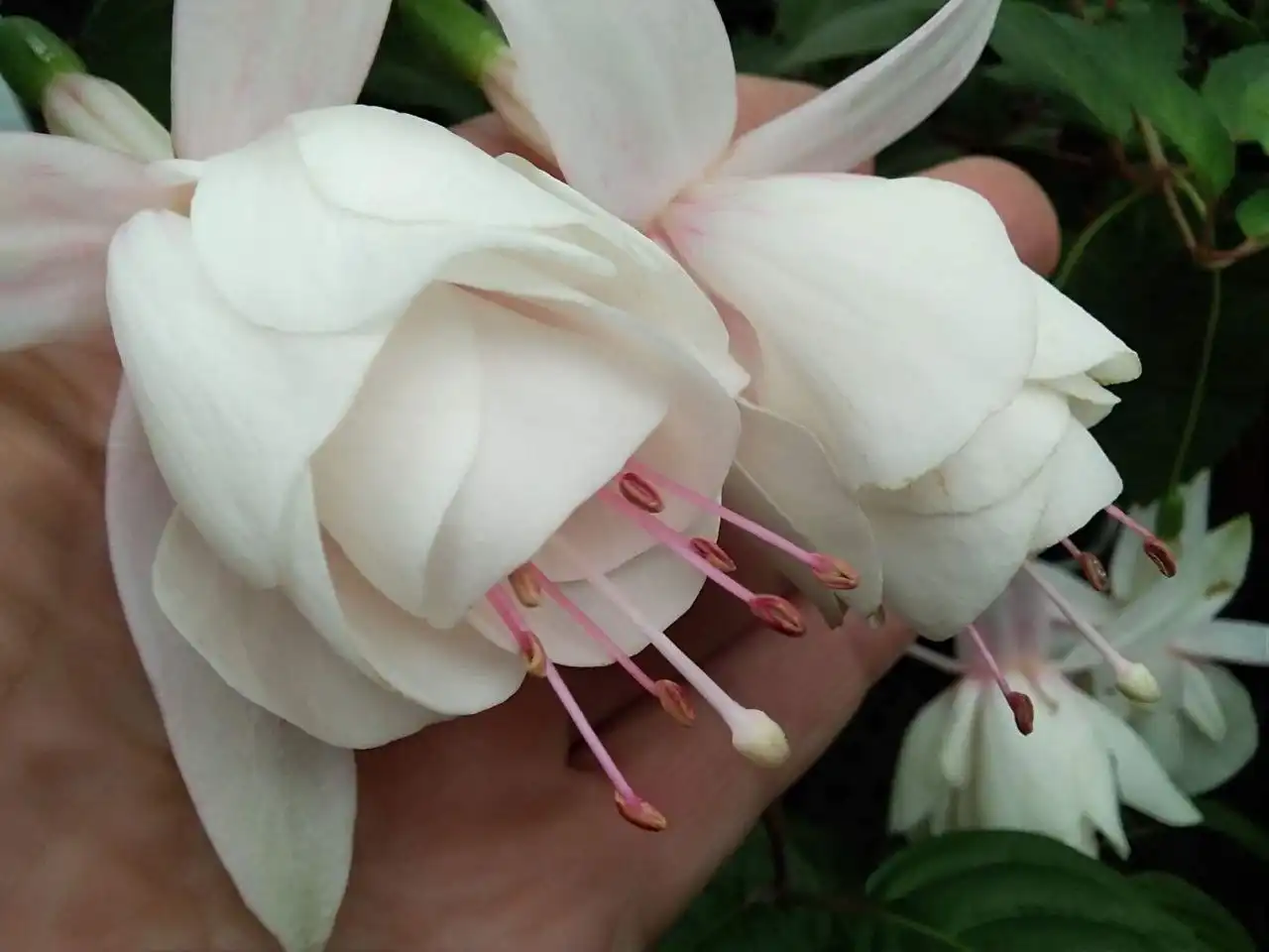 ФУКСИИ в наличии и на заказ в Черногорске - Растения (Хобби и отдых) в Черногорск