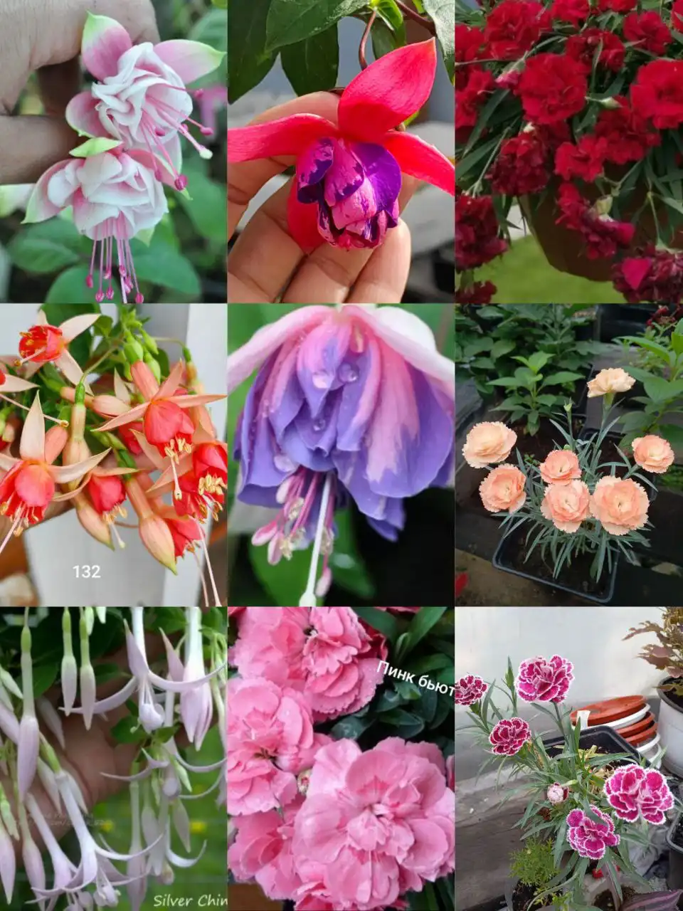 ФУКСИИ в наличии и на заказ в Черногорске - Растения (Хобби и отдых) в Черногорск