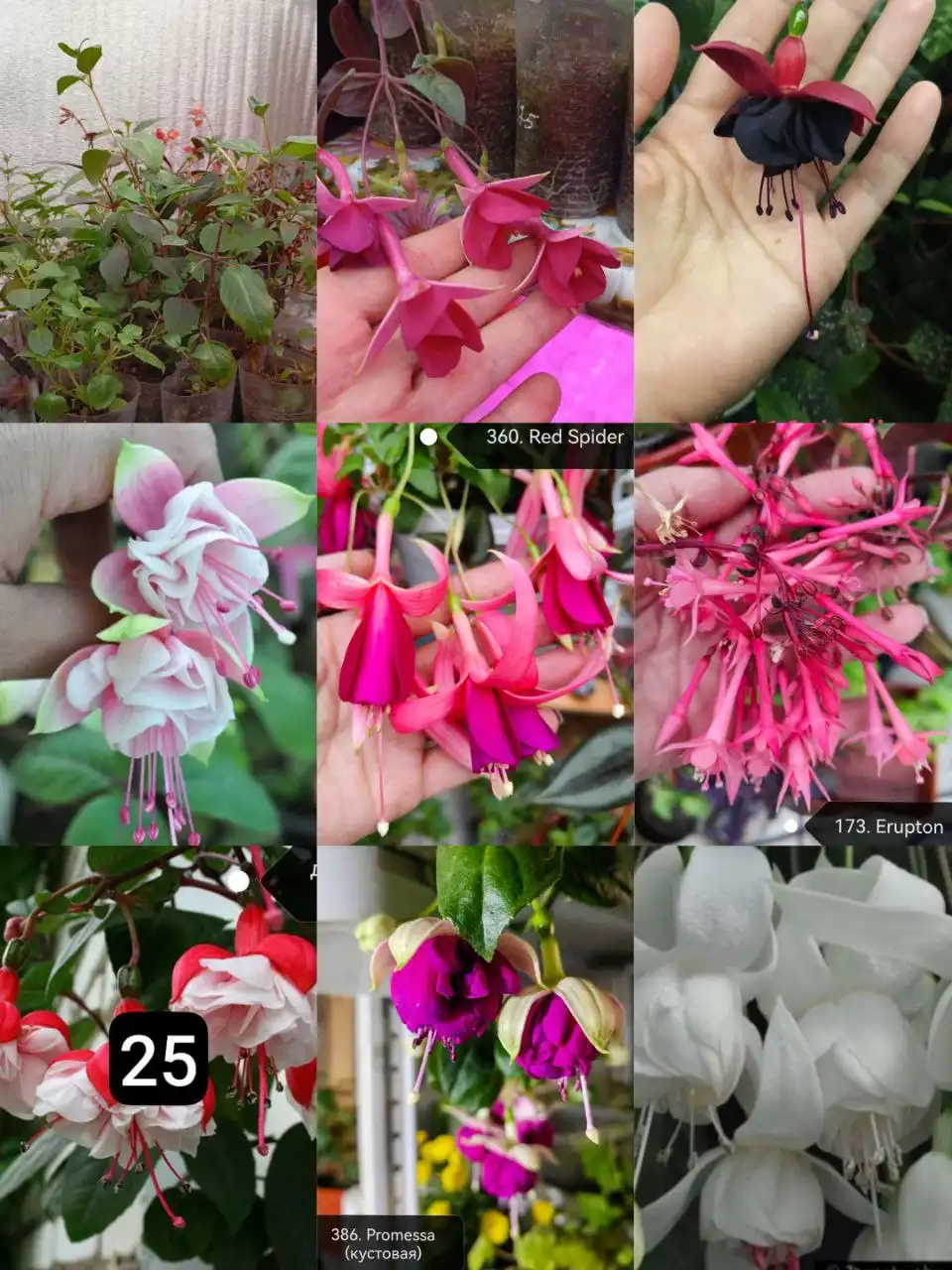 ФУКСИИ в наличии и на заказ в Черногорске - Растения (Хобби и отдых) в Черногорск