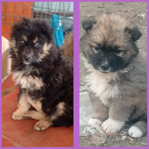 Щенки среднего размера ищут дом - Собаки в Республика Хакасия