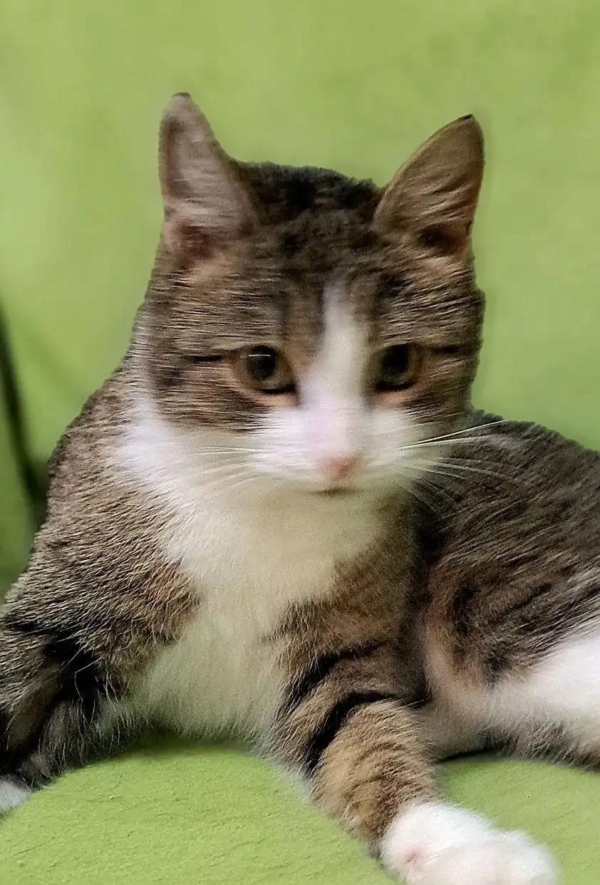 Кошка молодая домашняя стерильная - Кошки (Животные) в Саяногорск