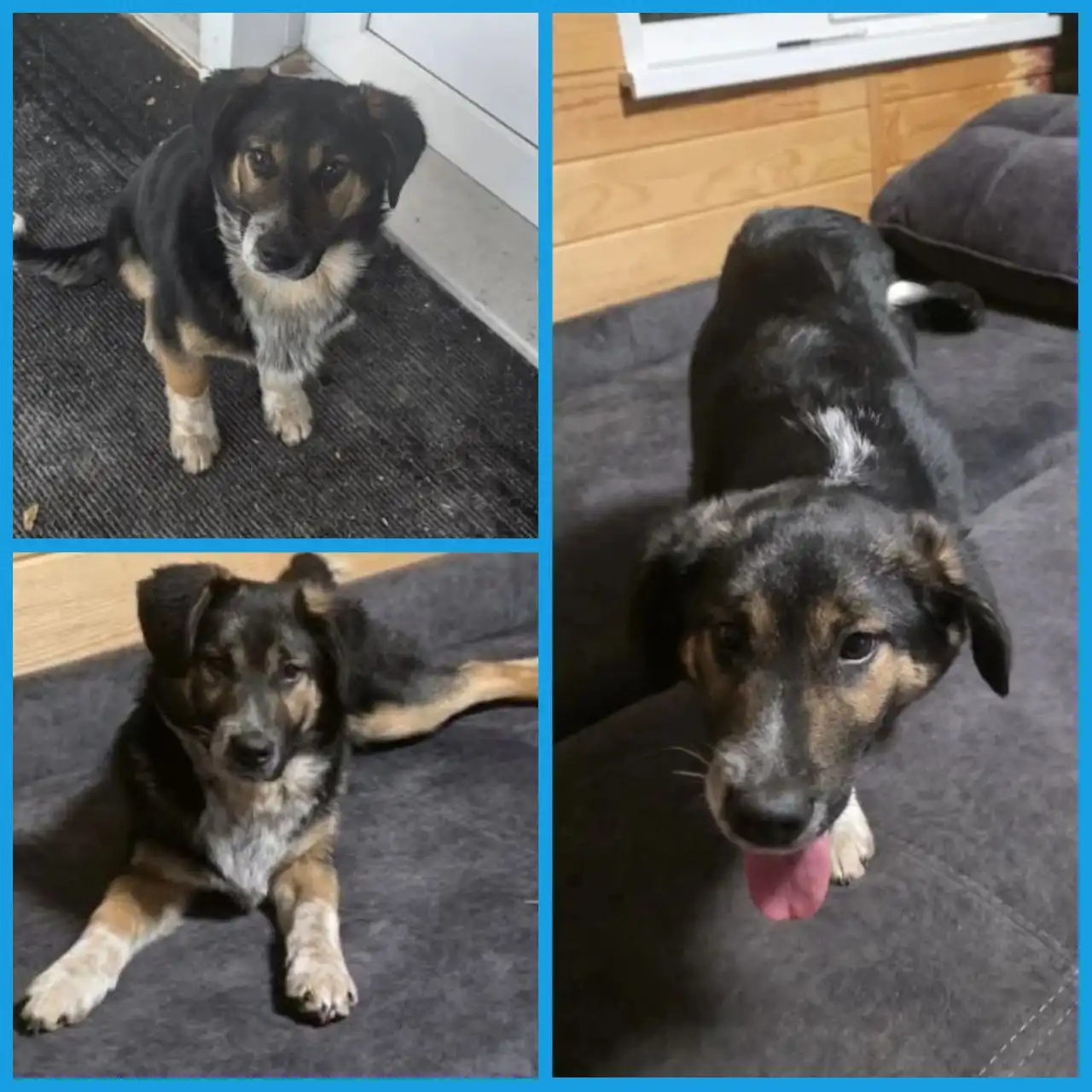 Ищу дом для собаки, выкинутой на улицу - Собаки (Животные) в Неизвестно