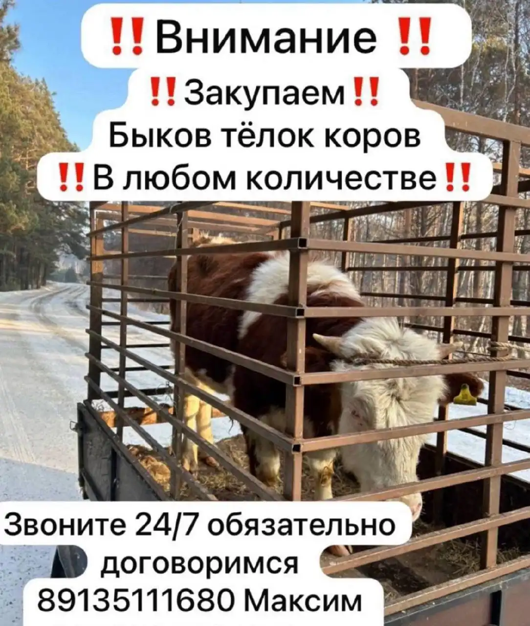 Закупаем быков, коров, телок - Скот (Животные) в Неизвестно