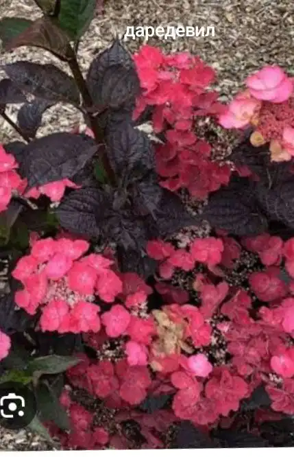 Прием заказов на гортензии на весну 2026 в Черногорске - Растения (Хобби и отдых) в Черногорск