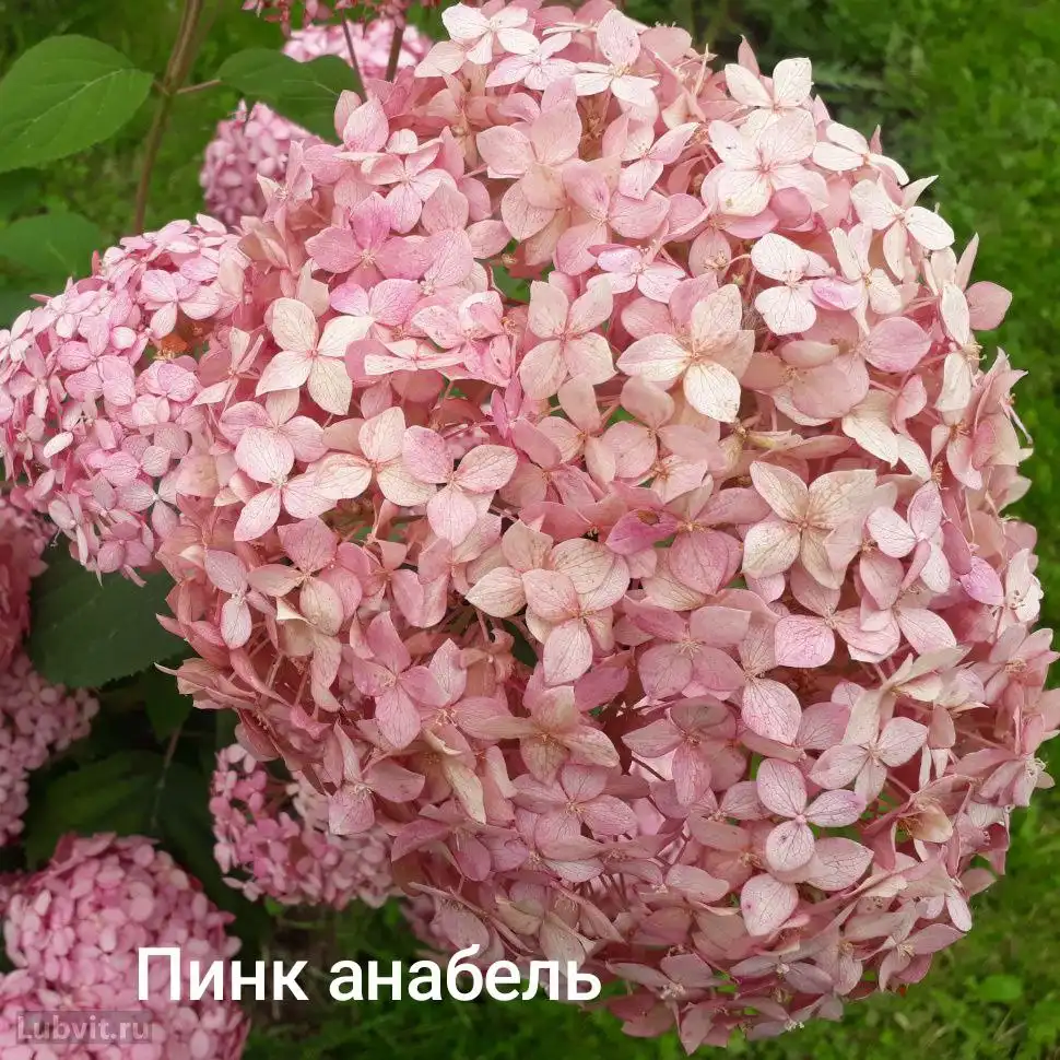 Прием заказов на гортензии на весну 2026 в Черногорске - Растения (Хобби и отдых) в Черногорск