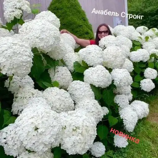 Прием заказов на гортензии на весну 2026 в Черногорске - Растения (Хобби и отдых) в Черногорск