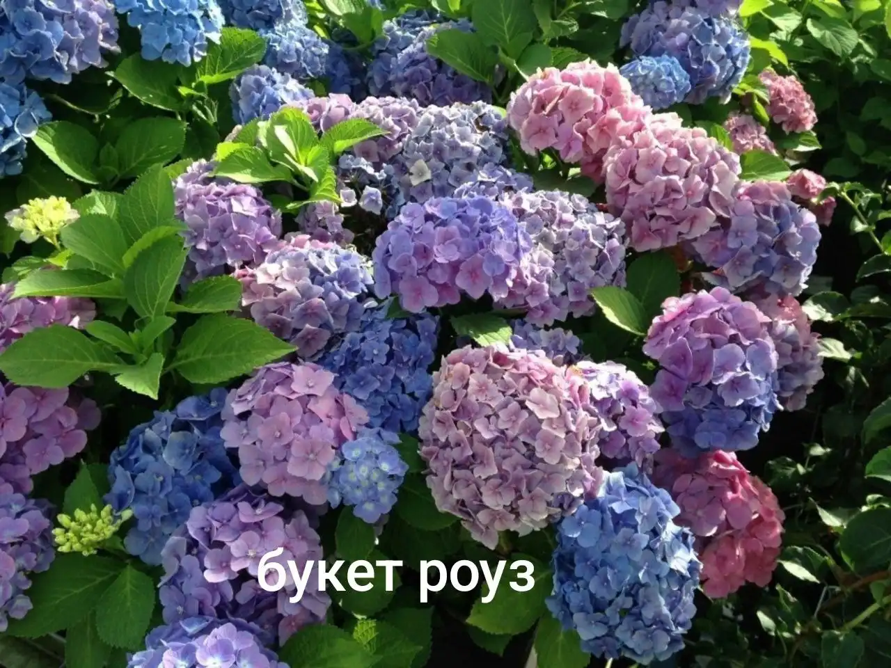 Прием заказов на гортензии на весну 2026 в Черногорске - Растения (Хобби и отдых) в Черногорск