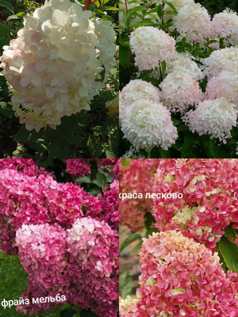 Прием заказов на гортензии на весну 2026 в Черногорске - Растения (Хобби и отдых) в Черногорск