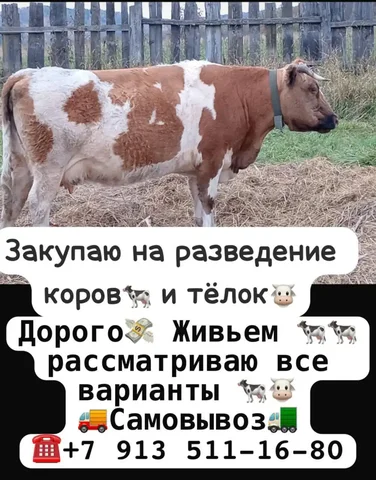 Закупка коров и тёлок для разведения - Собаки в Республика Хакасия