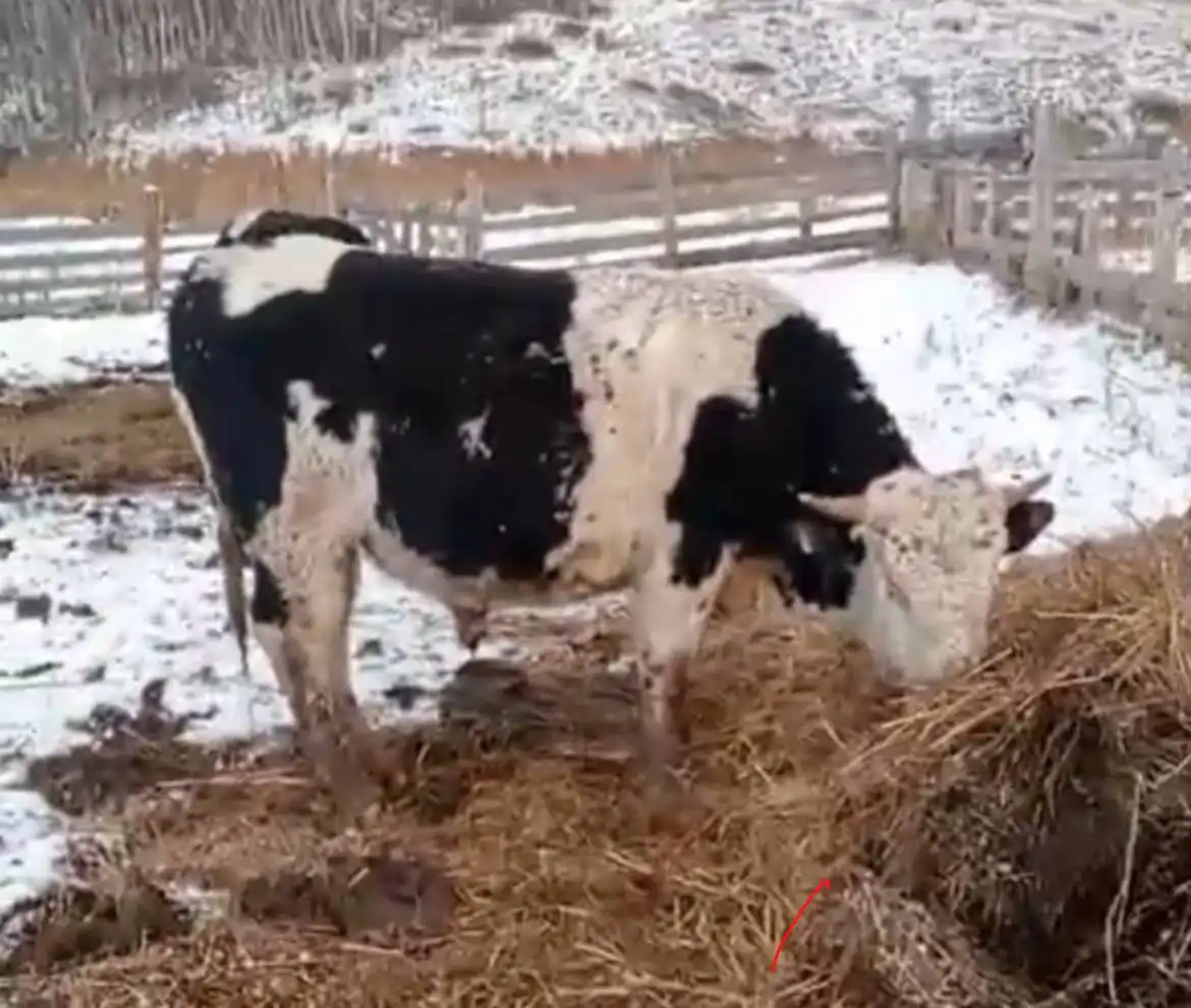 Закупка КРС в Республике Хакасия - Крупный рогатый скот (Животные) в Республика Хакасия