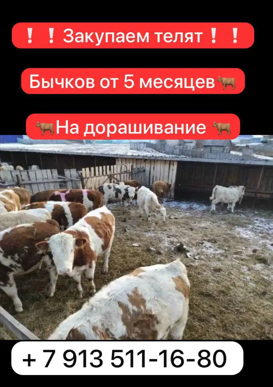 Закупка быков от 5 месяцев на откорм и разведение - Крупный рогатый скот (Животные) в Хакасия