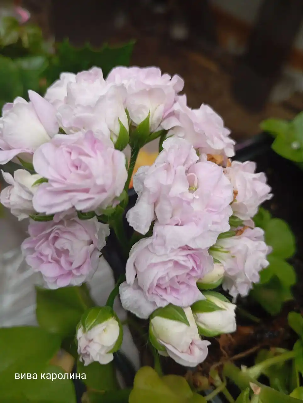 Набор из 5 плющелистных гераней - Растения (Хобби и отдых) в Черногорск