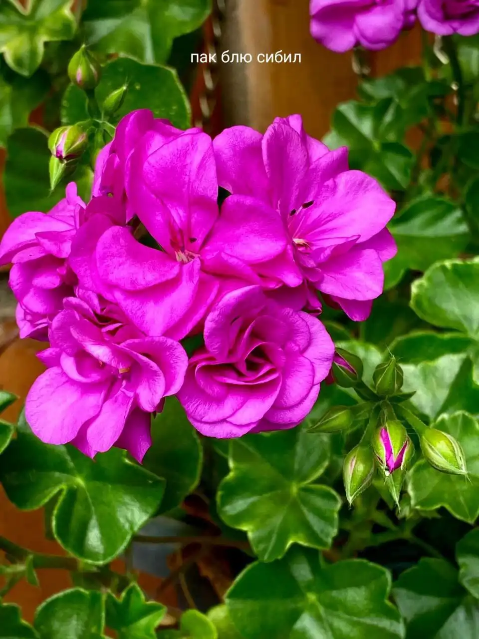 Набор из 5 плющелистных гераней - Растения (Хобби и отдых) в Черногорск