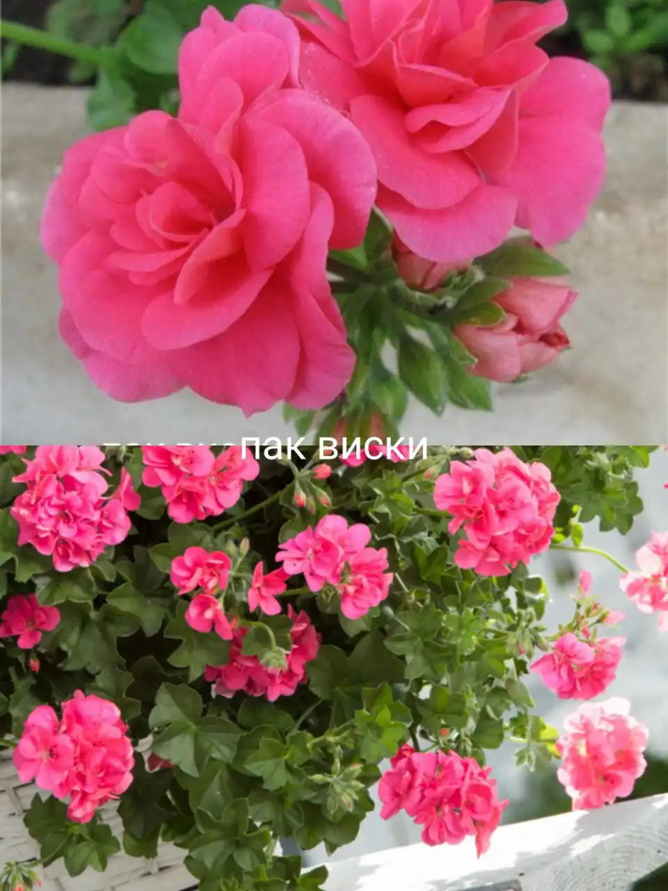 Набор из 5 плющелистных гераней - Растения (Хобби и отдых) в Черногорск