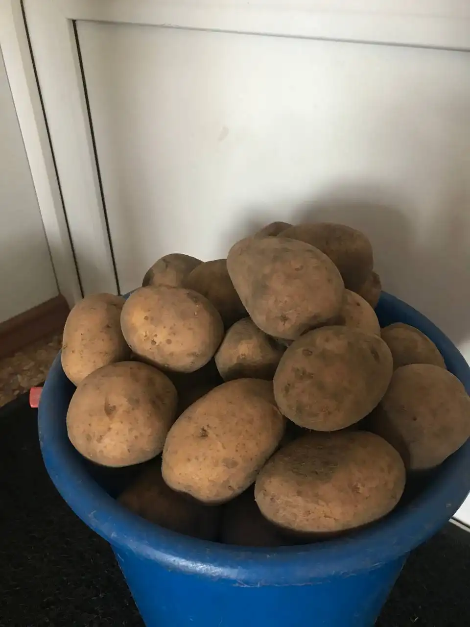 Продам домашний картофель адретта Абакан - Продукты питания (Барахолка) в Абакан