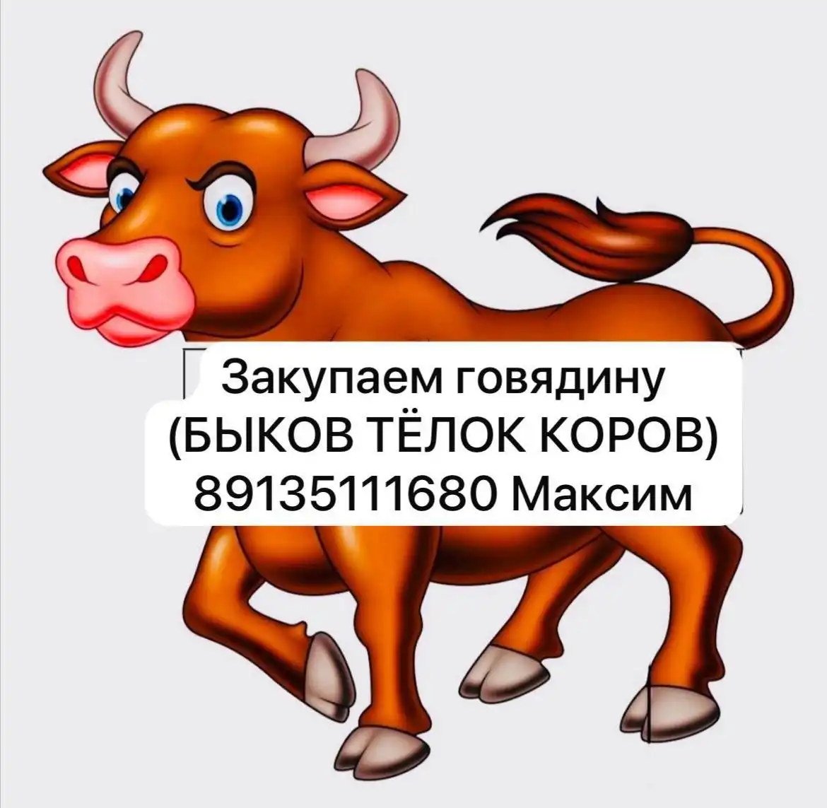 Куплю коров, быков, телок живьем - Скот (Животные) в Республика Хакасия