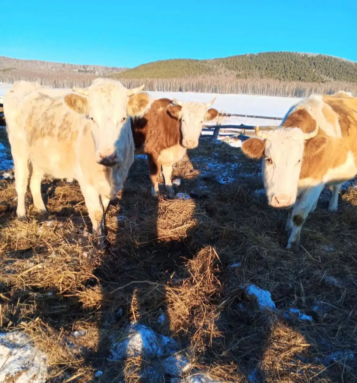 Закупка крупного рогатого скота - Скот (Животные) в Хакасия