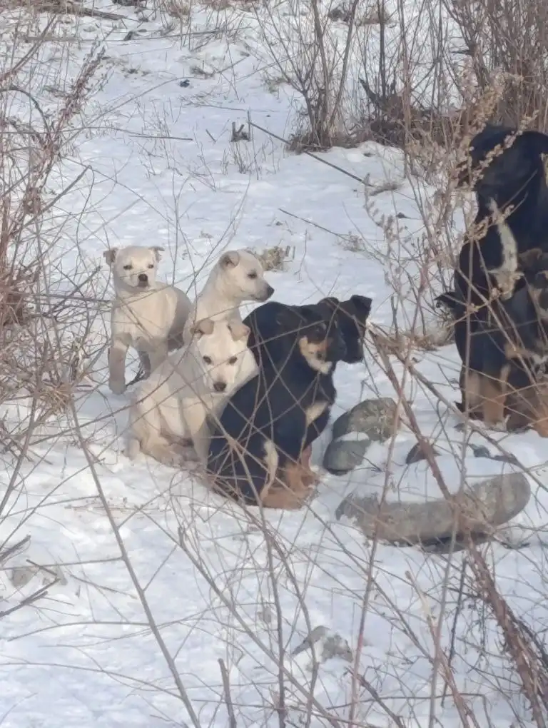 Малыши ищут дом - Собаки (Животные) в Саяногорск