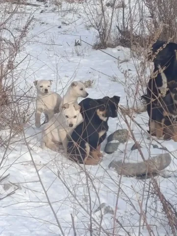 Малыши ищут дом - Животные в Саяногорск