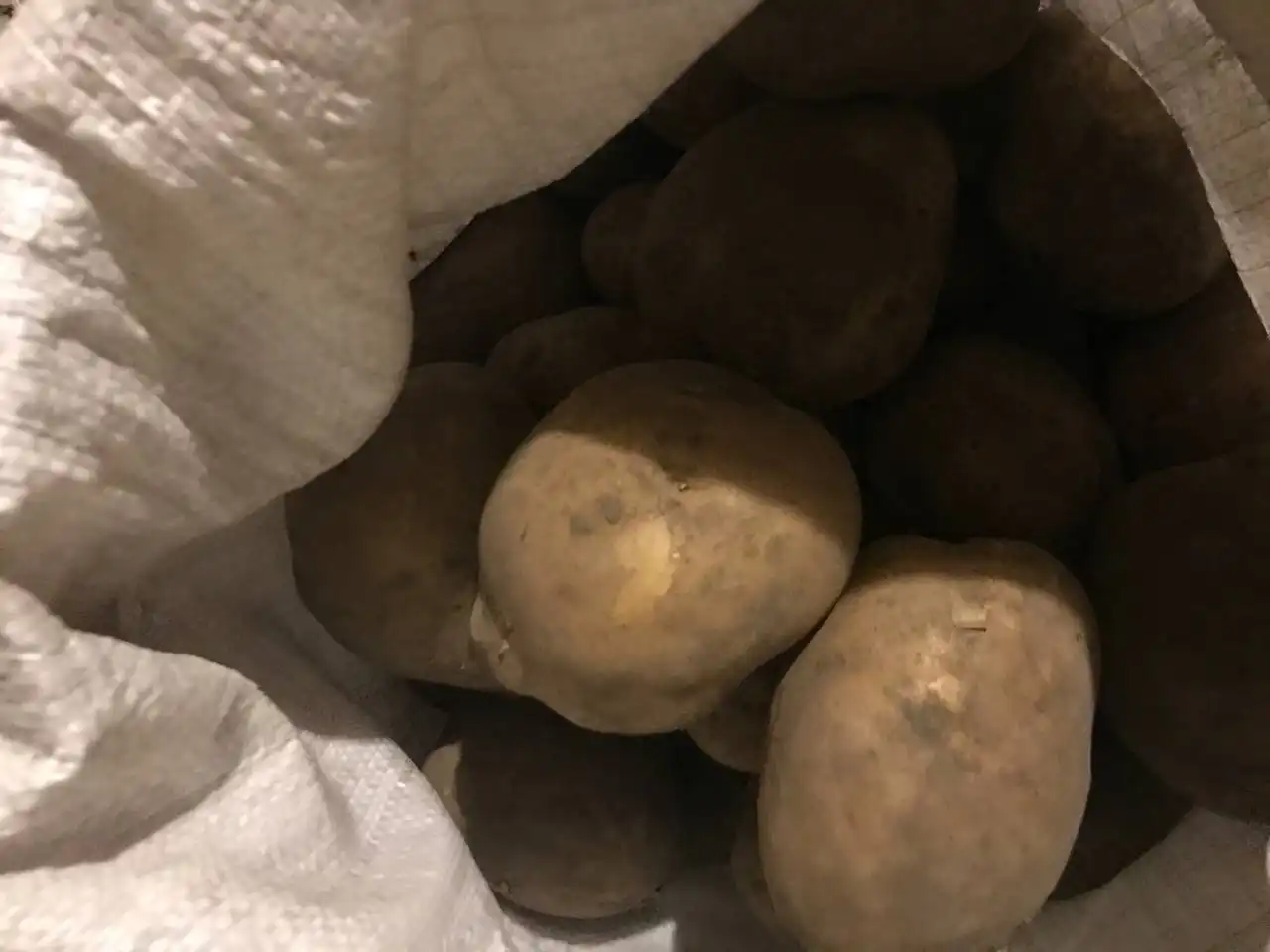 Продам домашний картофель адретта - Барахолка в Абакан