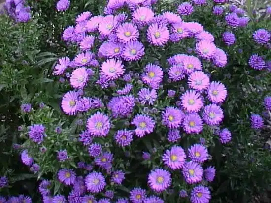 Заказ астры шаровидной зимующей и высокой на весну 2026 - Растения (Хобби и отдых) в Черногорск