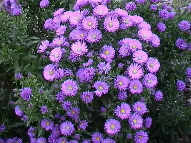 Заказ астры шаровидной зимующей и высокой на весну 2026 - Коллекционирование в Черногорск