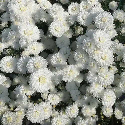 Заказ астры шаровидной зимующей и высокой на весну 2026 - Растения (Хобби и отдых) в Черногорск