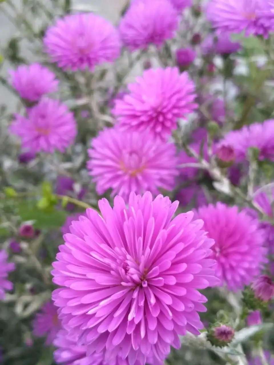 Заказ астры шаровидной зимующей и высокой на весну 2026 - Растения (Хобби и отдых) в Черногорск