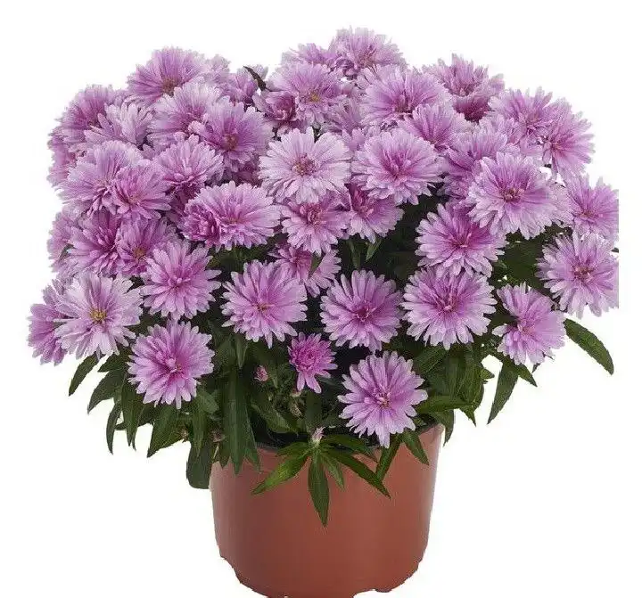 Заказ астры шаровидной зимующей и высокой на весну 2026 - Растения (Хобби и отдых) в Черногорск