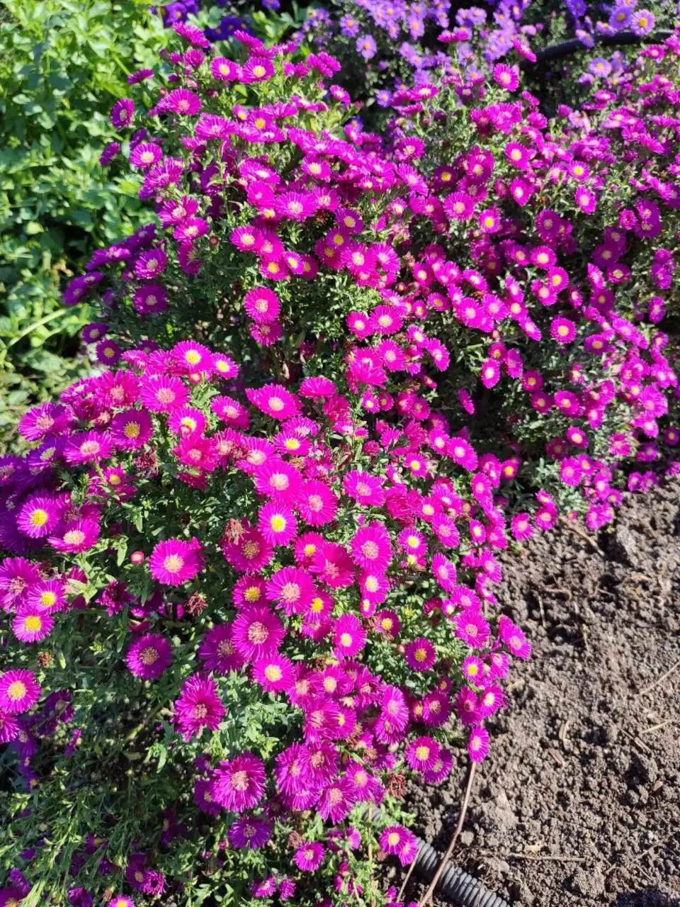 Заказ астры шаровидной зимующей и высокой на весну 2026 - Растения (Хобби и отдых) в Черногорск