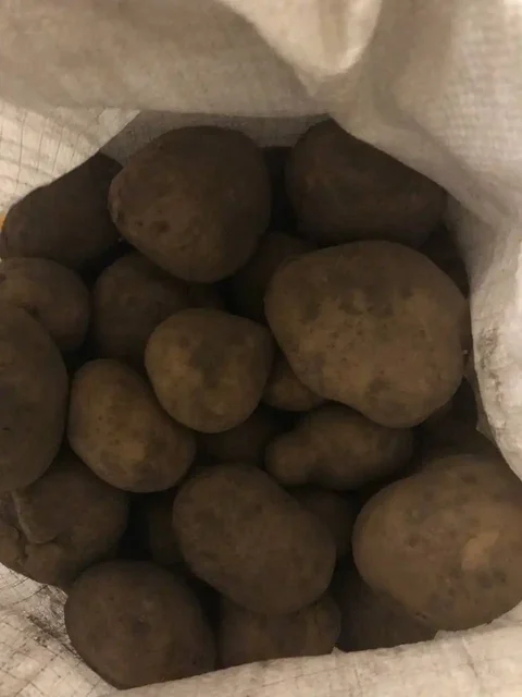 Продам домашний картофель адретта - Разбор в Абакан