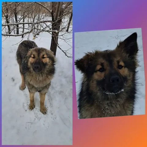 Ласковая собачка для дома - Собаки в Республика Хакасия