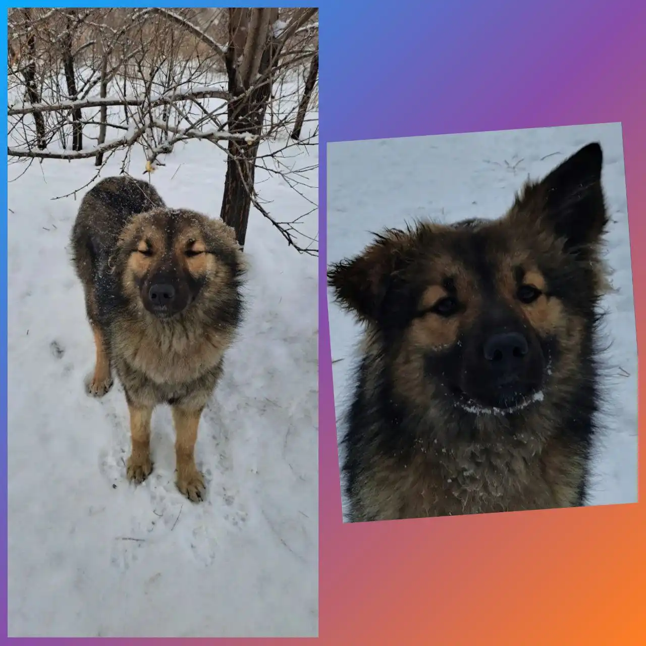 Ласковая собачка нуждается в доме - Собаки (Животные) в Саяногорск