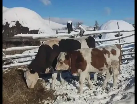Закупка быков от 5 месяцев - Собаки в Республика Хакасия