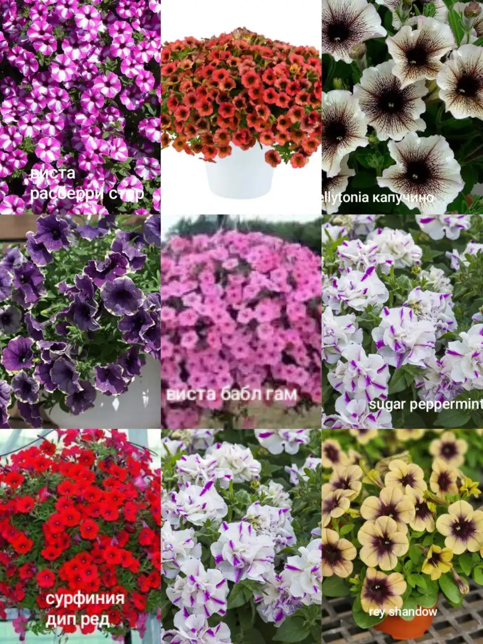 Вегетативка Черногорск - Барахолка в Черногорск