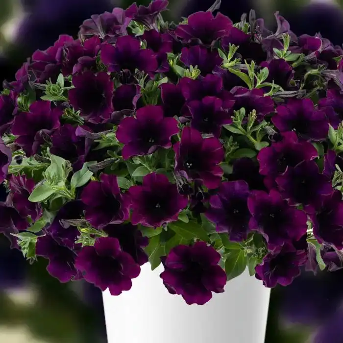 Вегетативка Черногорск - Барахолка в Черногорск