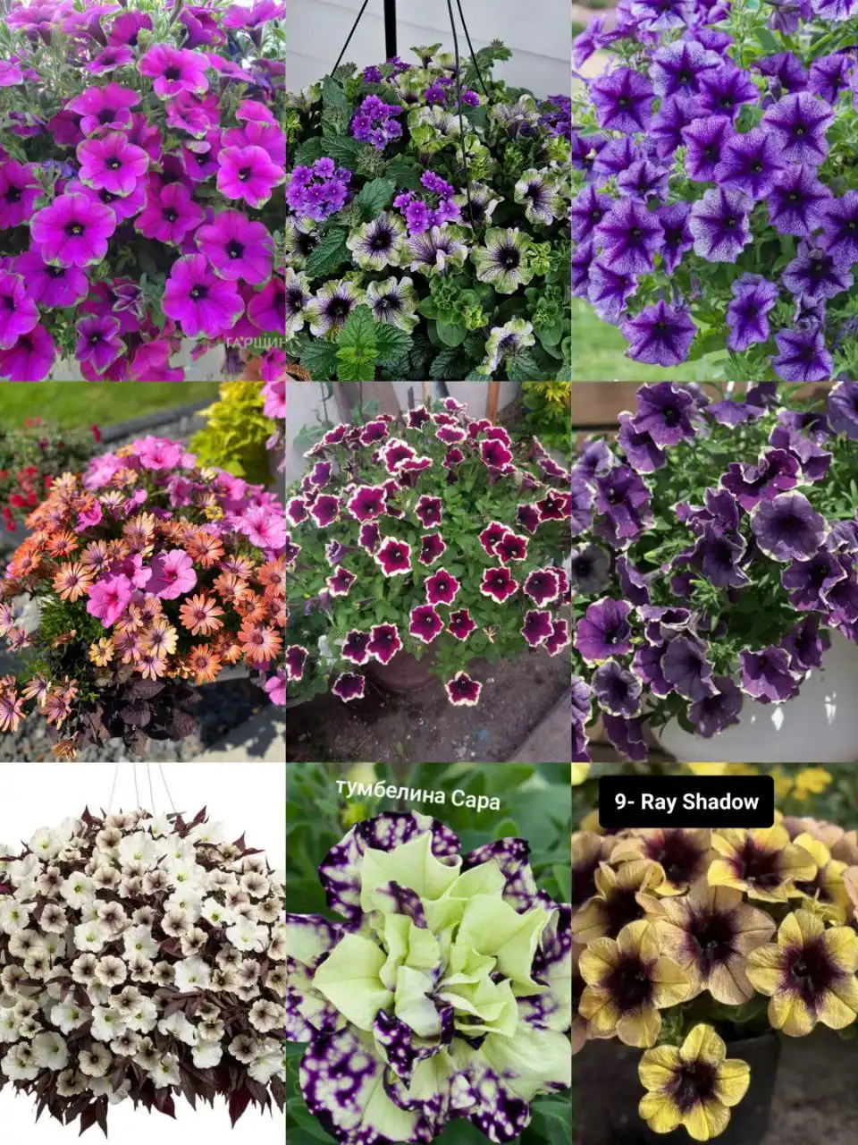 Вегетативка Черногорск - Барахолка в Черногорск