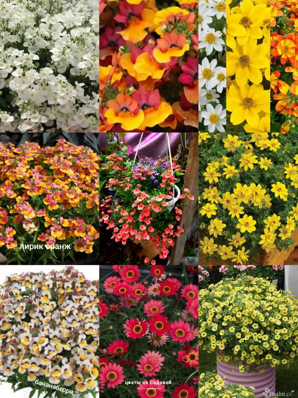 Вегетативка Черногорск - Барахолка в Черногорск