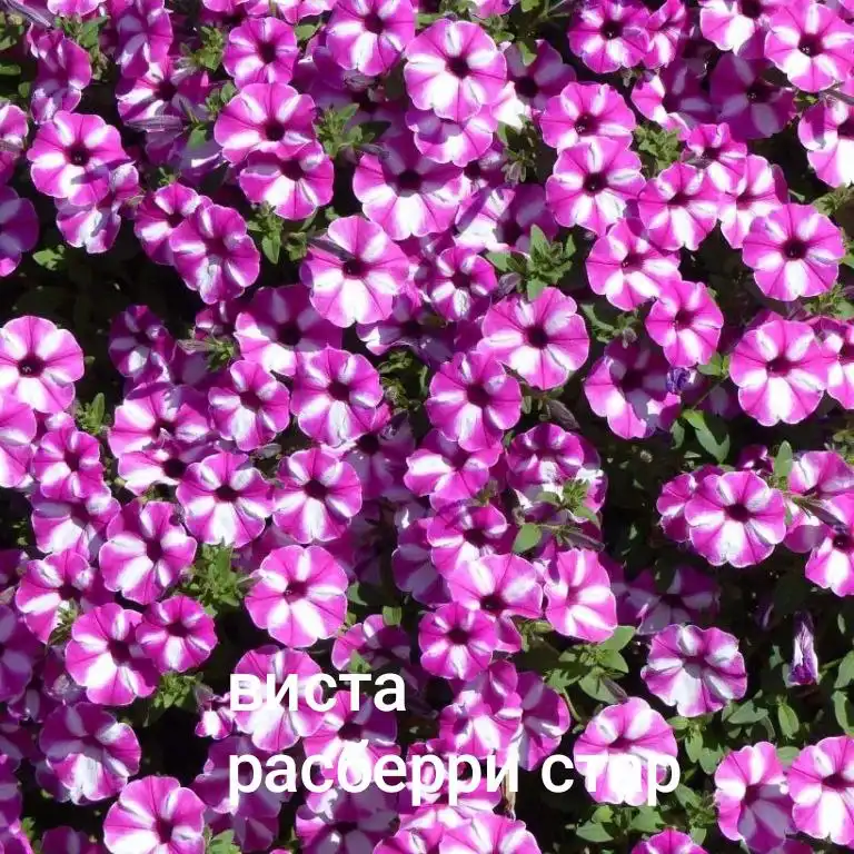 Вегетативка Черногорск - Барахолка в Черногорск