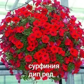 Вегетативка Черногорск - Барахолка в Черногорск