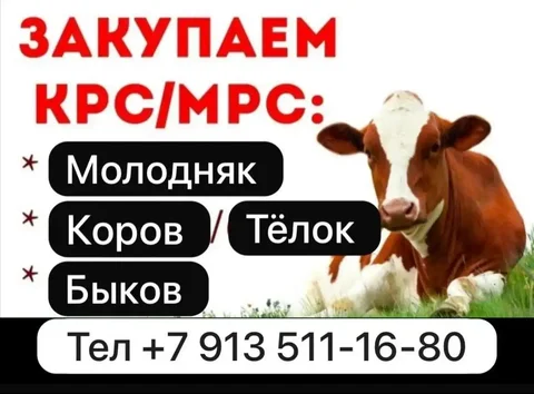 Покупка КРС для разведения и доращивания - частное объявление в Хакасия